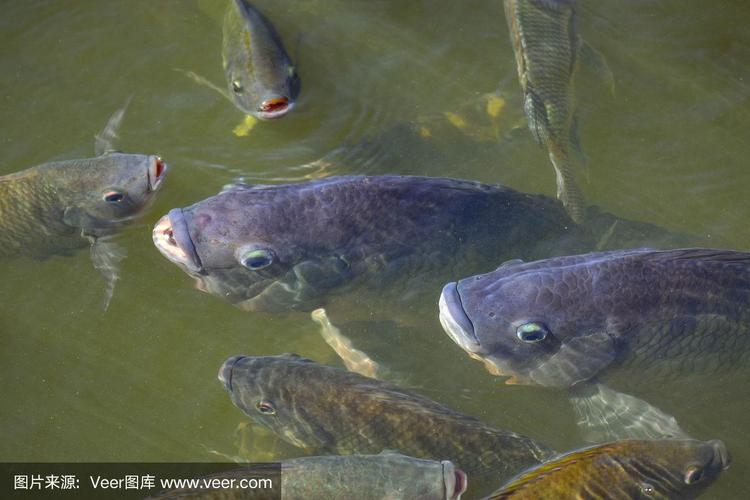 罗非鱼,淡水鱼,经济鱼,既可以在土塘中养殖,也可以在笼子中养殖