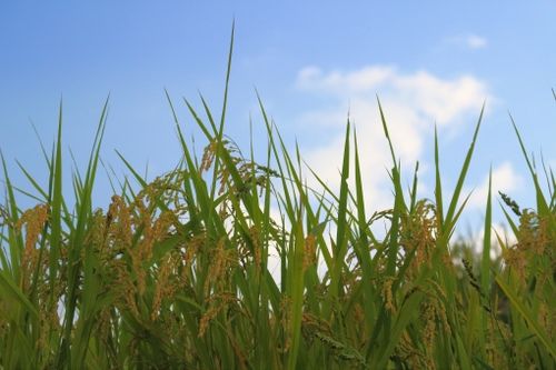 照片素材(图片): 水稻 水稻收割 米 田园风景 秋