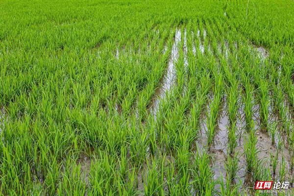 虫口夺粮无人机助力水稻种植现代化